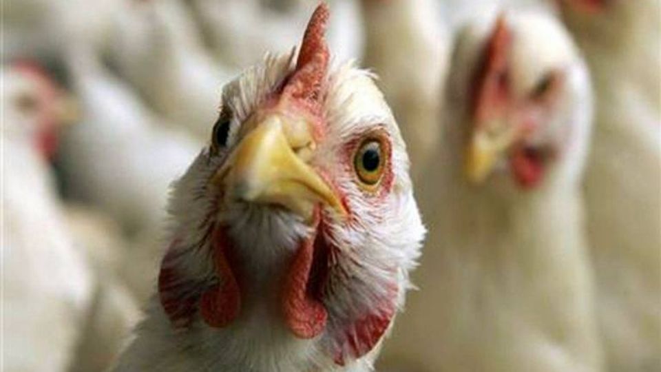Activan protocolo en NL por gripe aviar