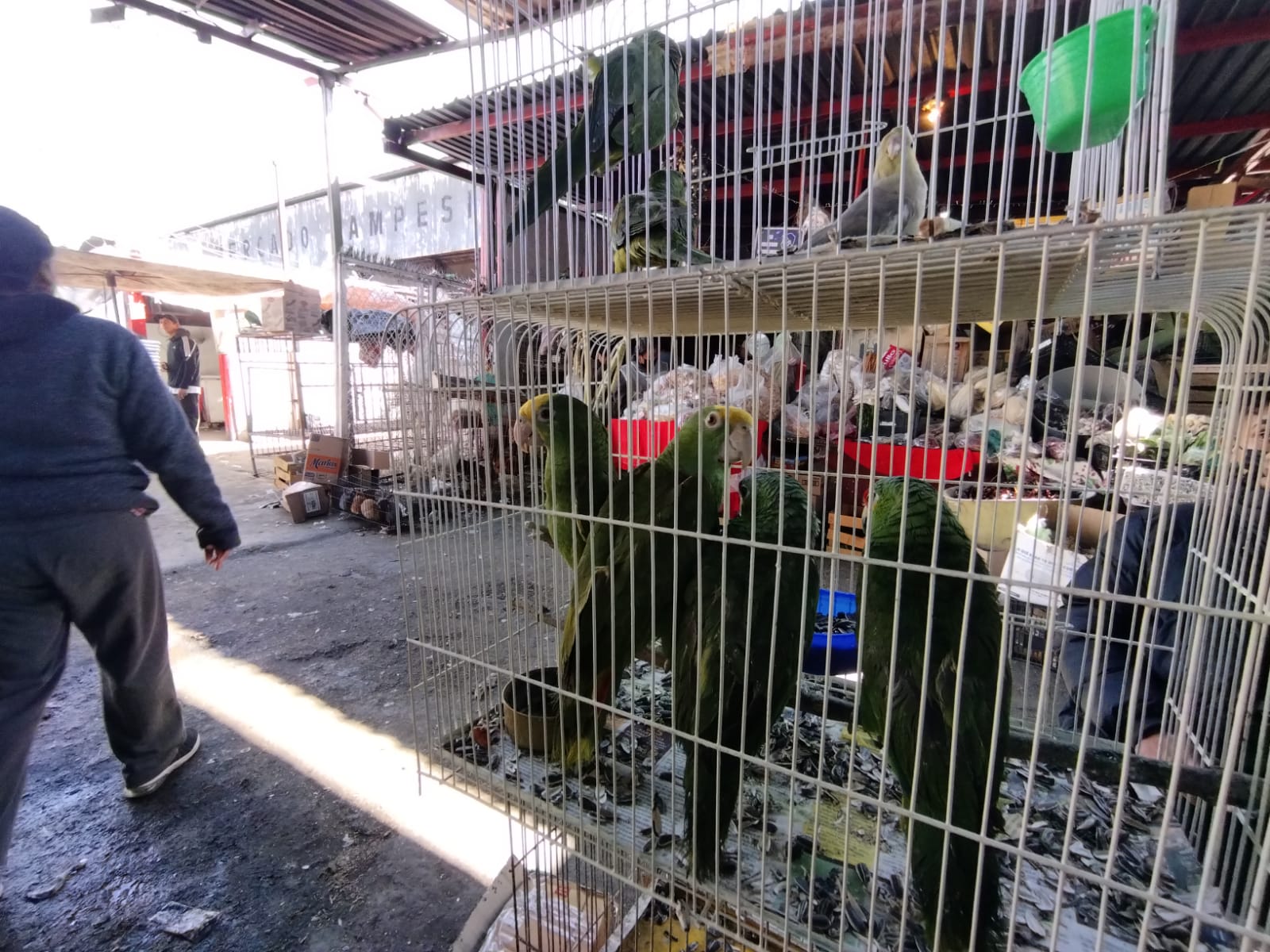 Aves en peligro de extinción se venden en el mercado