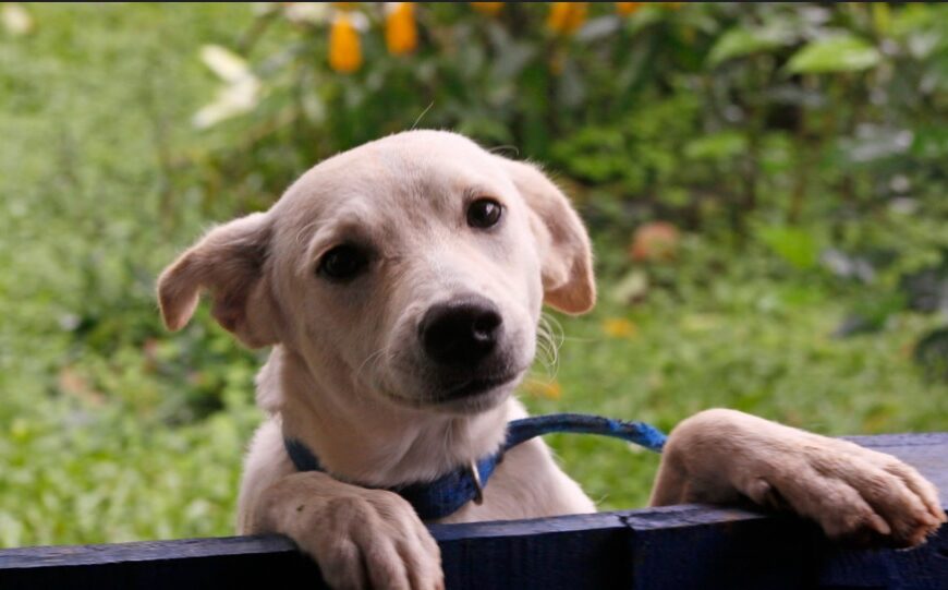 Aprueban Ley de Bienestar Animal en CDMX